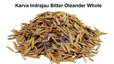 Karva Indrajau Bitter Oleander Whole Holarrhena Pubescens Organic 50gm(1.7 OZ)'