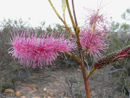 25 X NATIVE GREVILLEA SEEDS PACK-BEAUTIFUL FLOWERS-GARDEN FEATURE SHRUB PLANTS - Picture 5 of 16