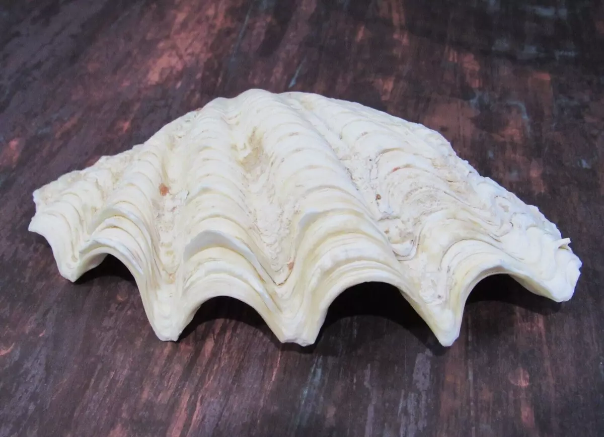 Ebay giant on sale clam shell