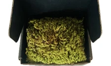 Fresh Beautiful Ribbed Bog Moss