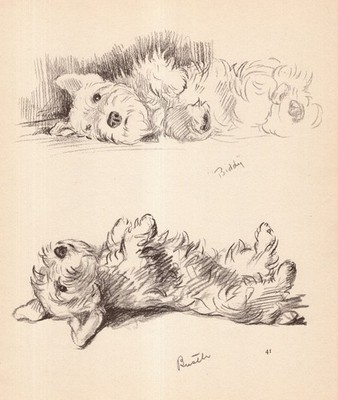 1940 Vintage Sealyham Terrier Print Wall Art Decor Lucy Dawson Sealyham 6529x