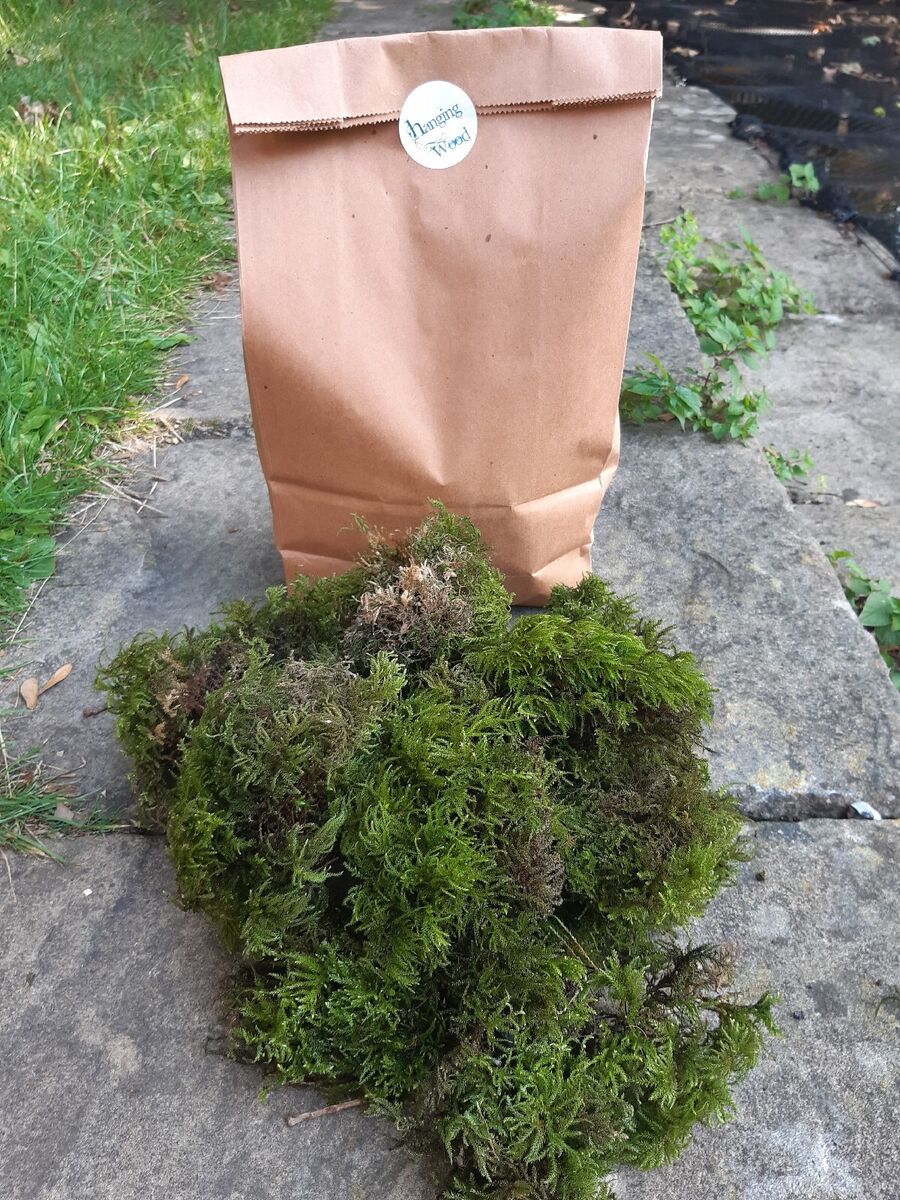 1 Bag 4L Fresh Green Moss Feather Sphagnum Bulb Indoor Plants Pots  Terrariums