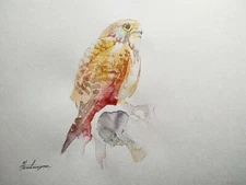 Kestrel, Birds, Watercolor artwork, Handmade, Original painting on paper