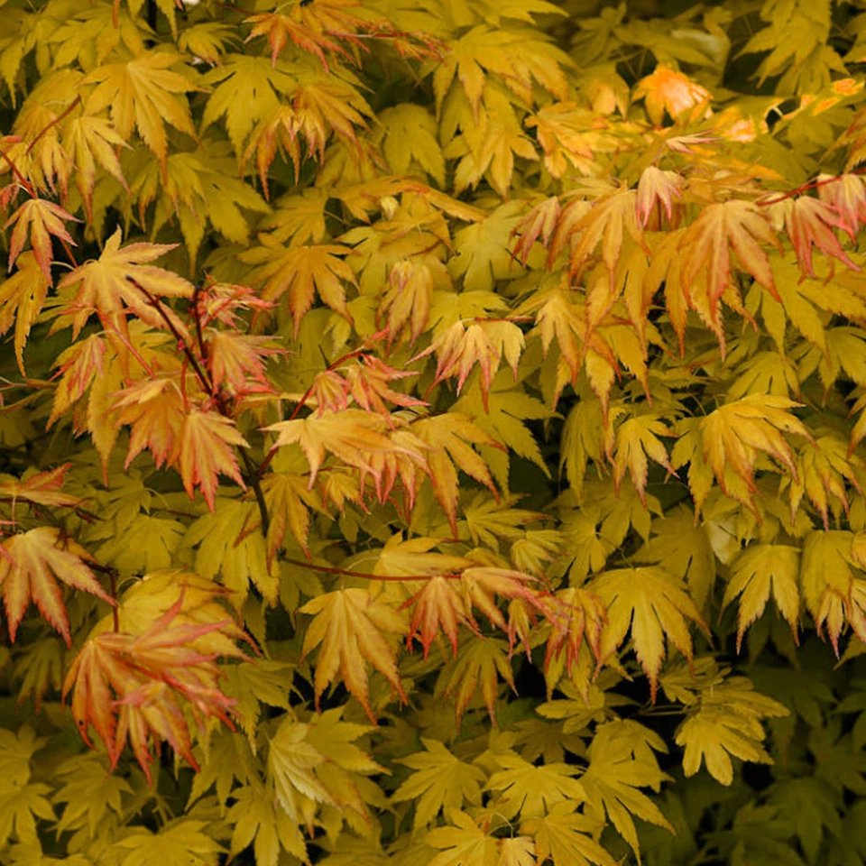 Acer palmatum 'Orange Dream' | Japanese Maple Deciduous Garden Plant Tree In Pot - Image 3 of 4