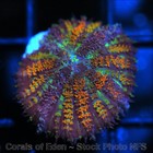 Corals of Eden ~ WYSIWYG Live Coral Frag ~ Mad Max Disco Mushroom Coral — photo 6