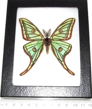 Graellsia isabellae MALE green red spanish moon saturn moth Spain FRAMED