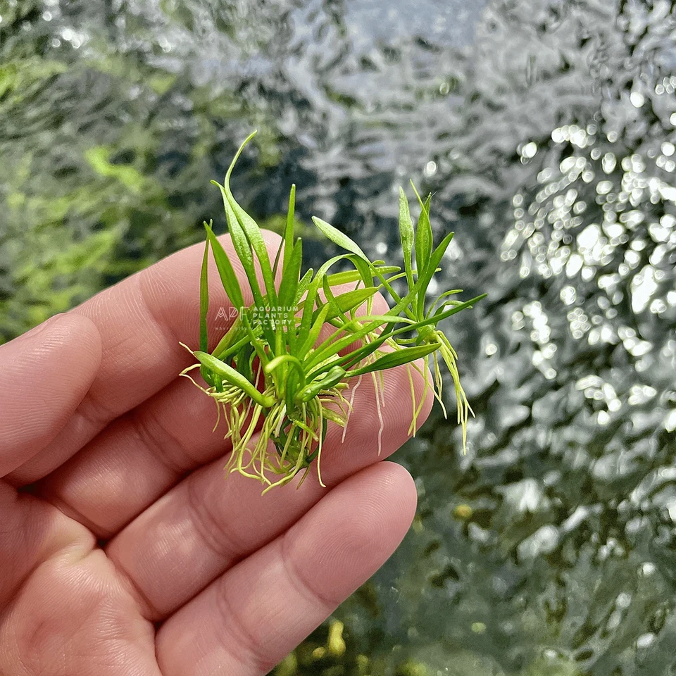 Helanthium Tenellum (Dwarf Chain Sword) | Aquarium Plants Factory®