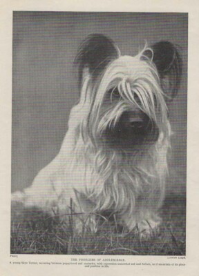 Skye Terrier ''Problems'' - 1934 Vintage Dog Art ''Photo'' Print - CUSTOM MATTED