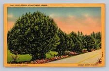 Vintage Linen Postcard Myrtle Trees Southwest Oregon Oregon Coast Hwy