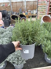 Large Rosemary Plant – XL 3 Litre Pot – Hardy Evergreen Culinary Herb