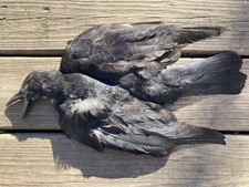 CROW (Corvus corone) FEATHERS BIRD TAXIDERMY ...