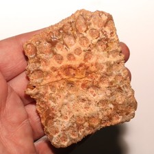 Very Large Crocodile Scute Plate - Fossil - Kem Kem Beds Morocco CRETACEOUS