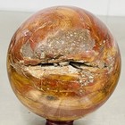 Natural Petrified Wood Polished Stone Quartz Crystal Sphere Ball Healing 2220G — photo 10