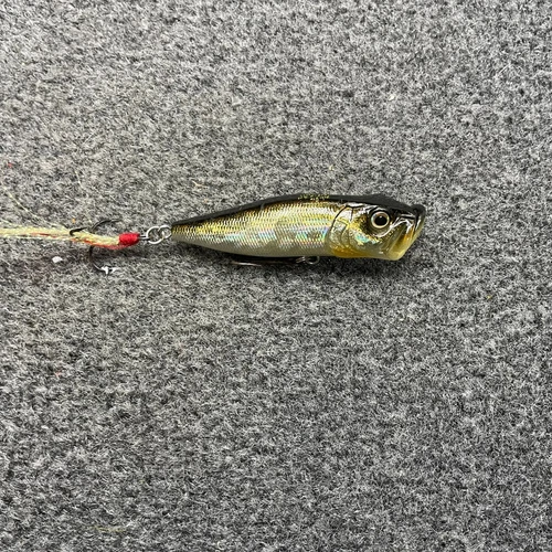 Megabass Pop-X 2000 Yuki Ito Popper Fishing Lure 1/4oz 2.5" - GG Shad