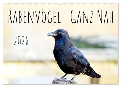 Kathrin Voss | Rabenvögel - ganz nah (Wandkalender 2026 DIN A2 quer),...