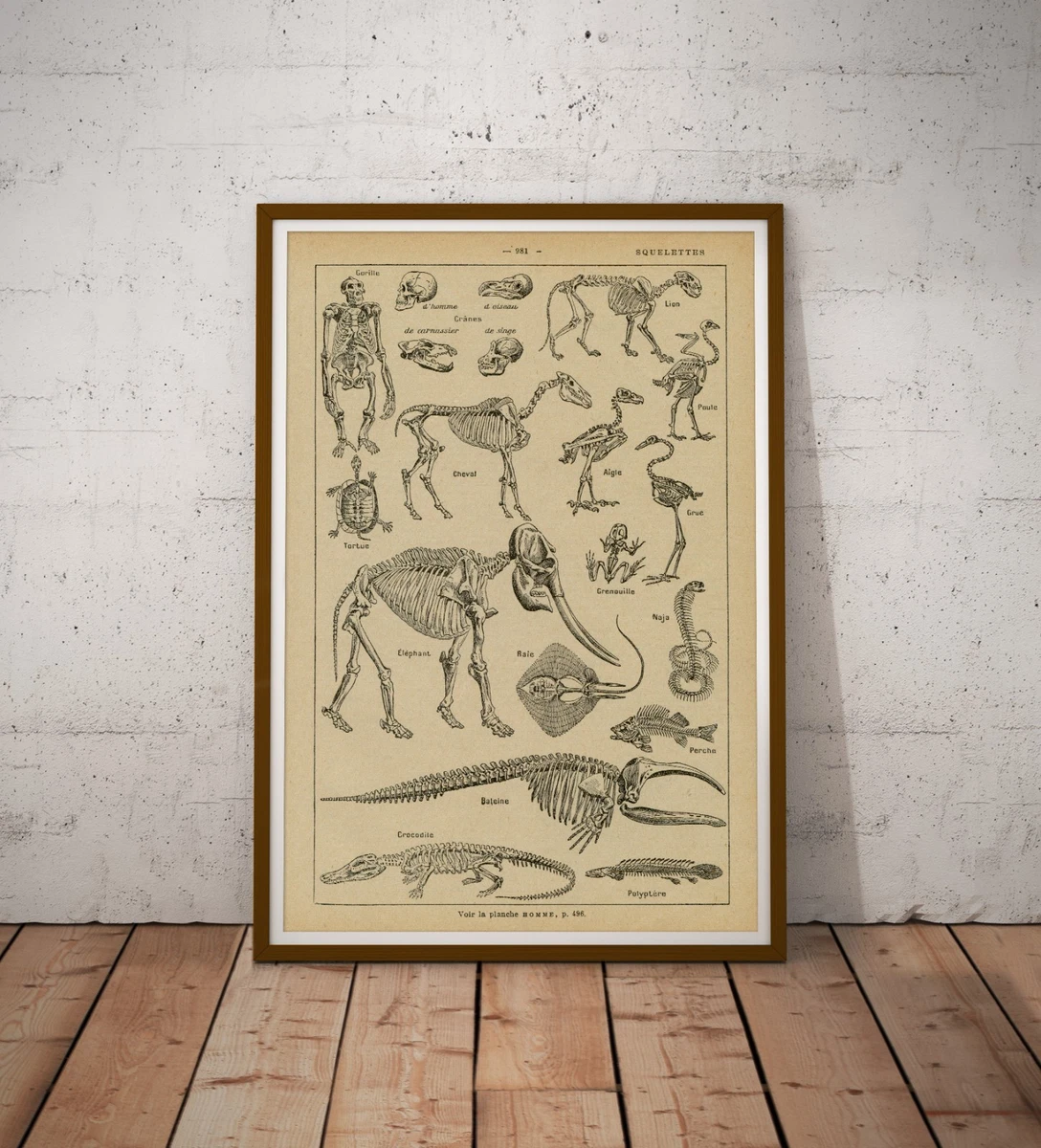 Vintage Anatomy Poster In Home Décor Posters & Prints for sale | eBay