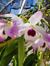 Dendrobium nobile, Species rare orchids plant ,Fragrant