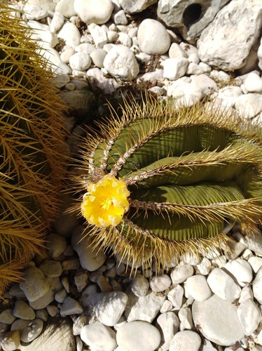 Semillas cactus Ferocactus herrerae. 15 semillas. Mira mis otros artículks - Picture 4 of 4