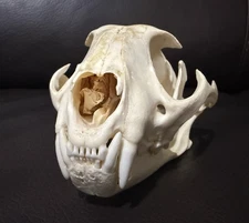 Beautiful Rare African Caracal Full Skull Taxidermy Natural Bone