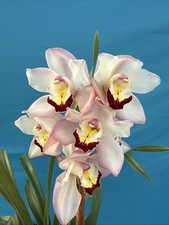 Cymbidium NOID W Pink Maroon White New Growths Blooming Orchid Hybrid 6  Pot