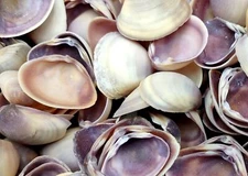 Purple Cay Cay Clam Seashells (approx. half cup 45+ shells 0.75+ inches)
