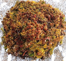  Live Sphagnum Moss, Fern Moss As Found  Maine 