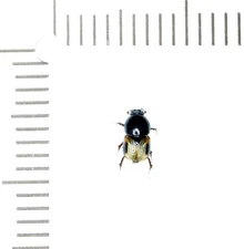 Scarabaeidae, Aphodiinae, Megatelus contactus, SAUDI ARABIA