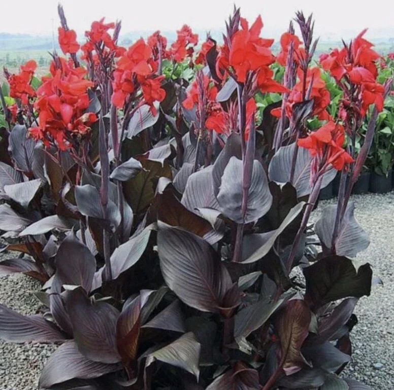 5 Tropicana 黑色 Canna Lily Rhizome 灯泡“Red Blooms” — 第 2/3 张图片