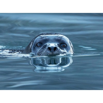 Weith Seehund Spitzbergen Norwegen Foto Leinwand Wandbild Kunstdruck Poster