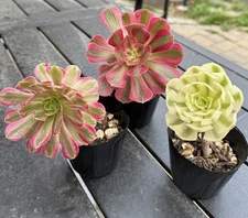 succulents live plants-Aeonium Cutting Combo（3.5”）