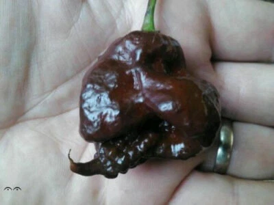 CAROLINA REAPER CHOCOLATE, 25 chili seeds + TRIBUTE