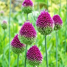 Easy to Grow Allium Drumstick 20 Plant Bulbs, Summer Flowers Zones 4-10