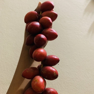 Red Barhi Date Palm 35+ Seedss (Phoenix dactylifera) Sweet date