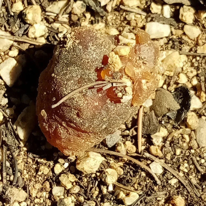 Piñon Pine Tree Sap/Resin/Pitch from SW New Mexico 1oz.-2lb. Incense,Salves,Etc. - Image 3 of 4