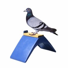 10 pack Pigeon Stand