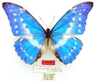 PARATYPE MORPHO SMALLI MALE FROM CANA, DARIEN, PANAMA