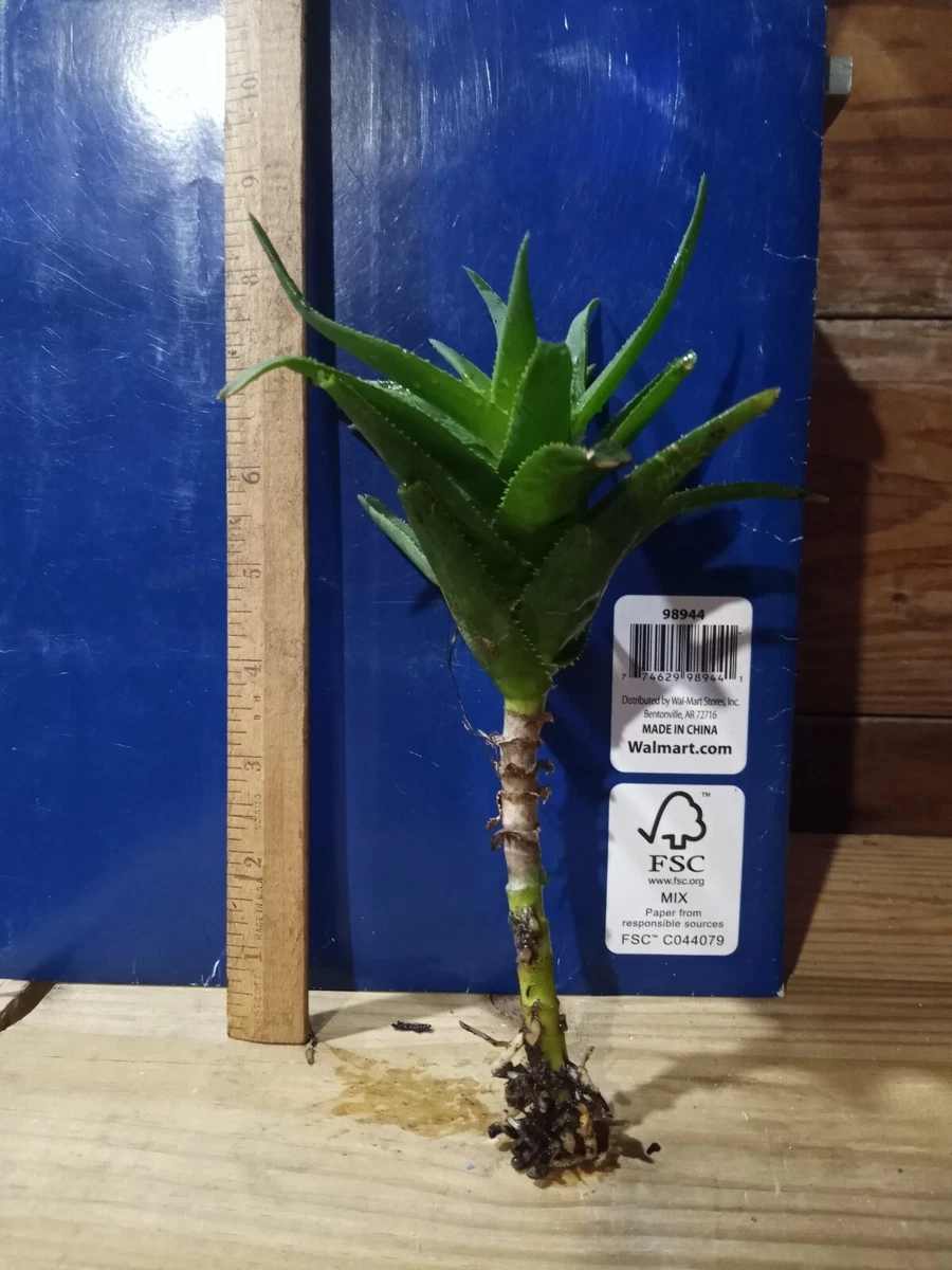 Aloe Vera Full Shade Cactis&Succulents for sale | eBay