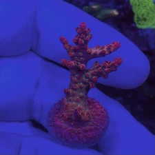 Live Coral Frag Absolutely Fish Naturals Funfetti  Acropora Sps