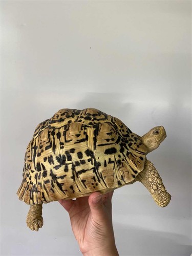 Leopard Tortoise Model Geochelone Pardalis Turtle Collector Decor Kids Gift Toy - Picture 2 of 11