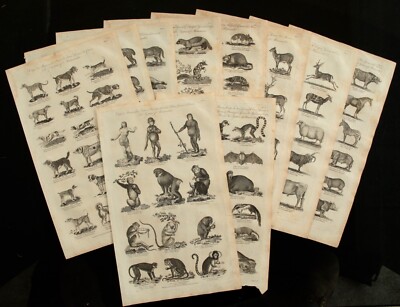 18. Jh. Set mit 10 Drucken, die die Klassen der Säugetiere zeigen. Kneipe von C.Cooke. 1790.
