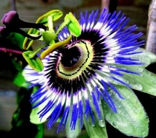~HARDY BLUE CROWN~ Passiflora caerulea Passion Flower~SMALL ROOTED STARTER PLANT