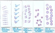 Collezione di 5 diapositive per microscopio Cycas circinalis (Cycad Anatomy)