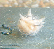 Enterprise Tackle Bait Cage