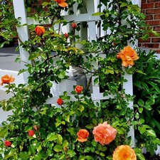 Climbing Rose in 2 Litre Pot - Garden Rose Plants for Walls, Trellis & Archways
