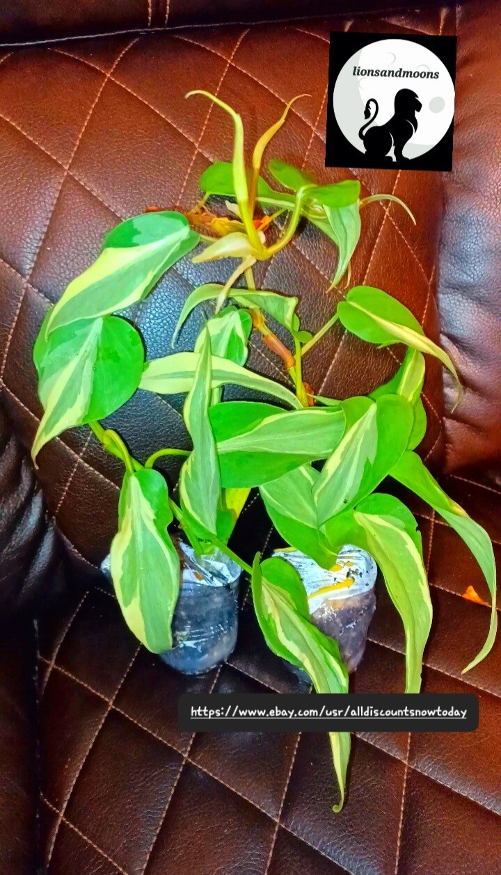 Brazil/Brasil Philodendron Variegated High Variegated Mutation Rare