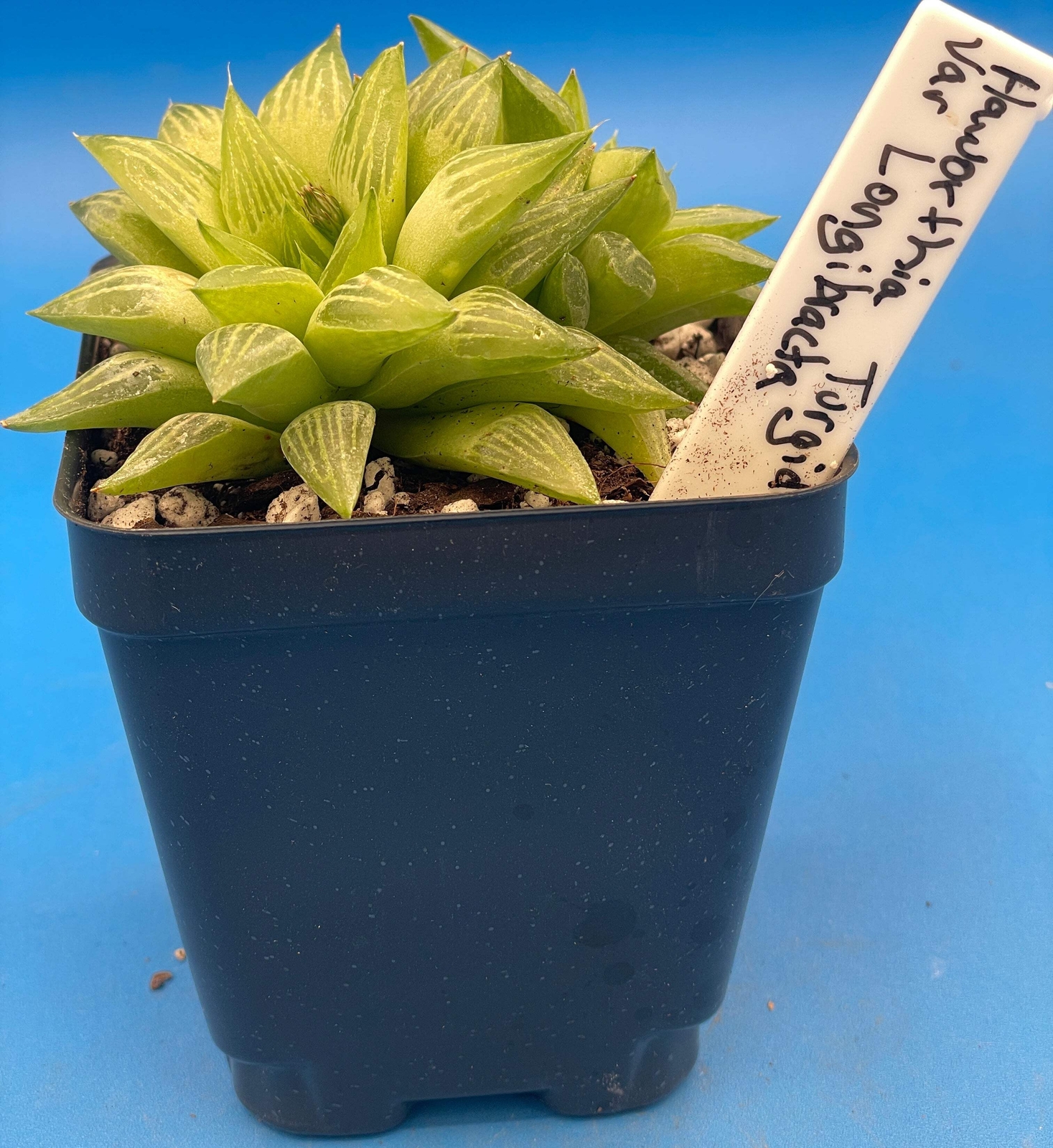 Haworthia Turgida Var Longibracteata - 3.5” Pot Great For Rock Gardens!