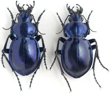 Coleoptera Carabidae Calosoma (Callisthenes) kuschakewitschi Kazakhstan