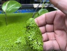 1 Handful o duckweed live plants Organic no chemicals tank raised Turtle food