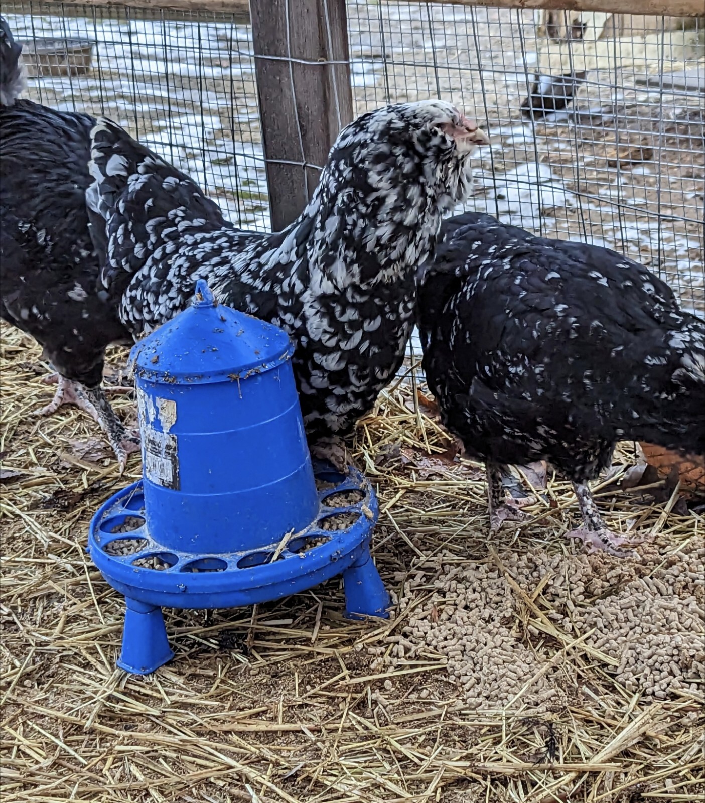 11+ Mottled Ameraucana Chicken Hatching Eggs eBay