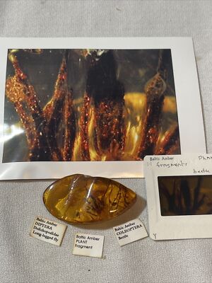 ANTIQUE BALTIC PLANT FRAGMENTS  NATURAL AMBER STONE WITH GENUINE FOSSIL